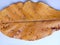 Terminalia catappa dried leaf isolated on white background closeup.