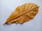 Terminalia catappa dried leaf isolated on white background closeup.