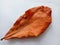 Terminalia catappa dried leaf isolated on white background closeup.