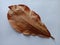 Terminalia catappa dried leaf isolated on white background closeup.