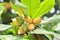 Terminalia catappa fruit with green leaves