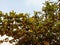 Terminalia catappa green leaves and branches hanging on tree isolated on blue sky background closeup.