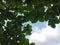 Terminalia catappa green leaves the tree isolated on blue sky and white cloud background closeup.