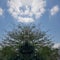 Terminalia catappa, green, tropical almond tree soars to the blue sky