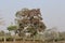 Terminalia catappa Tree in a dry grassland in West Bengal India.