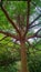 Terminalia catappa tree which is a garden shade