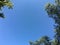 Terminalia ivorensis leaves and limb with blue sky background