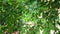 Terminalia mantaly (Also called Ketapang kencana, Madagascar Almond) tree in the garden