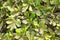 Terminalia mantaly or Madagascar almond leaf stock