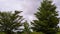 Terminalia Mantaly Tree, Garden Decoration, With Dark Gray Clouds