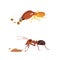 termite and ant