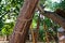 Termite caste pathway on wood