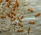 Termite colony macro shot