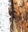 Termite Damage