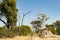 Termite hill in Africa