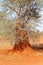 Termite hill African tree, Kalahari desert, Namibia