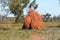 Termite hill Australia