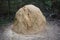 Termite hill in Australian bushland