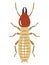 Termite illustration on white background