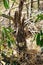 Termite infestation on wood, tropical forest Thailand