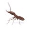 Termite on isolated whited background 3d illustration