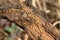 Termite make colony in wood
