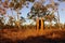 Termite mound