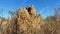 Termite Mound Australian Outback