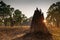 Termite mound at dawn. Northern Territory, Australia