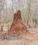 Termite Mound in Forest