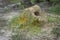 The termite mound-hill in at the wild.