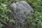 The termite mound-hill in at the wild.