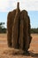 Termite Mound - Kakadu National Park, Australia