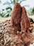 termite mound is a mountain-shaped anthill in Boerneo