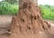 Termite mound nest