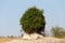 Termite mound overgrown with green bush