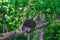Termite mound on tree in wild nature jungle