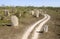 Termite mounds