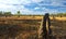 Termite Mounds