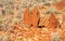 Termite mounds in the arid Australian outback