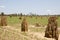 Termite Mounds - Australia