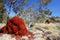 Termite Mounds & Blue Sky