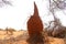 Termite mounds in the desert of East Africa, Ethiopia