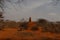 Termite mounds in the desert of East Africa, Ethiopia