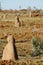 Termite Mounds - Kimberley - Australia