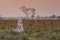 Termite mounds in Pantanal countyside environment,, Transpantaneira Route, Pantanal,