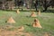 Termite Mounds: Western Australia