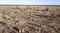 Termite mounds in western Queensland