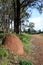 Termite Nest Australia