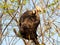 Termite nest in colony on tree. These insects are responsible for destroying wooden objects and houses